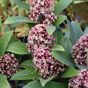 Skimmia japonica 'Rubella' (m) 30-40 cm